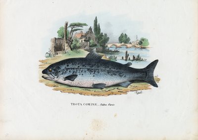 Brown Trout, 1863-79 by Raimundo Petraroja